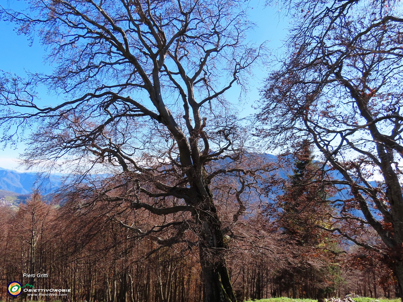 32 Faggi secolari del Menna.JPG